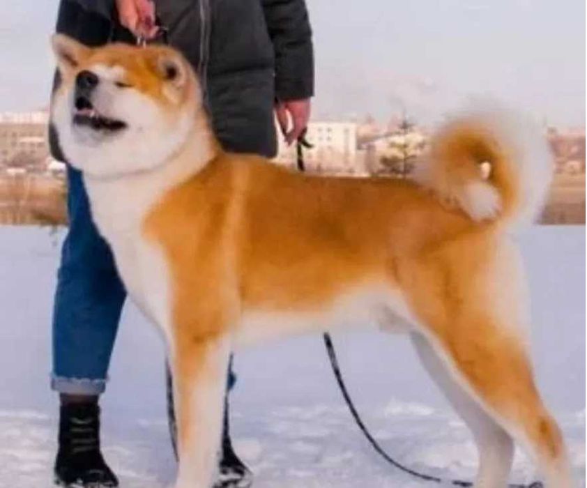 Щенок японской акиты инну - кобель