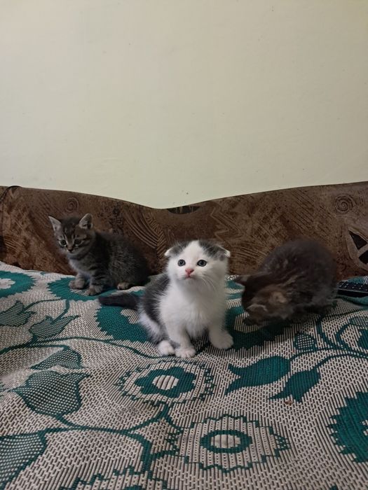Котенята кошеня висловухі та прямовухі
