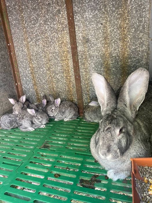 Продаються кролики
