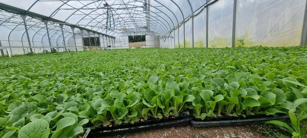 Kapusta pekińska Bilko