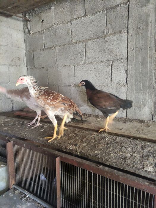 Vendo dois casais de índios gigantes brasileiro