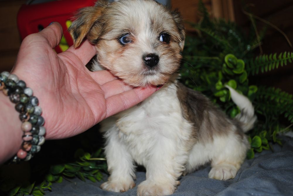 Малеча з блакитними очима. Срочно