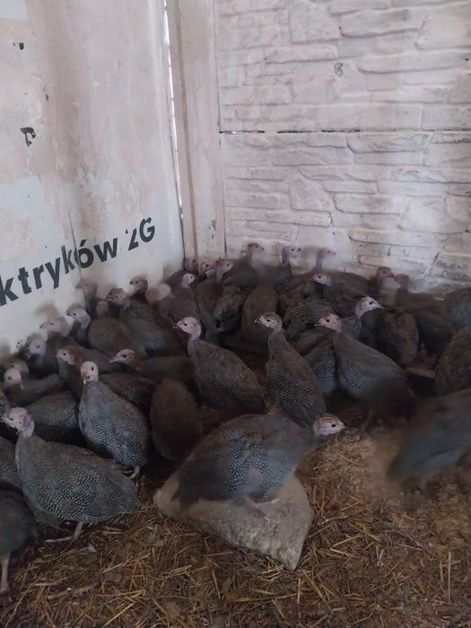 Perliczki brojlerowe piękne zdrowe duże