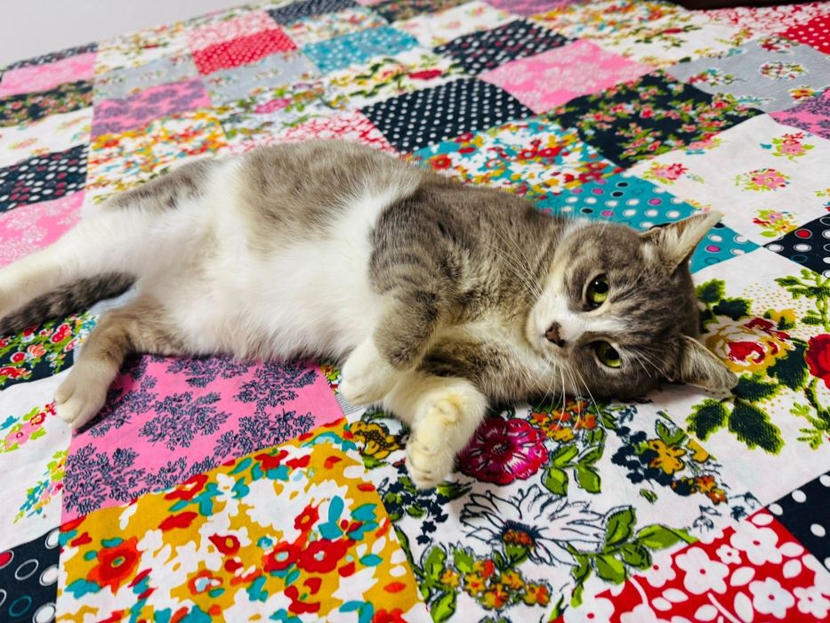 Gatinha para adopção