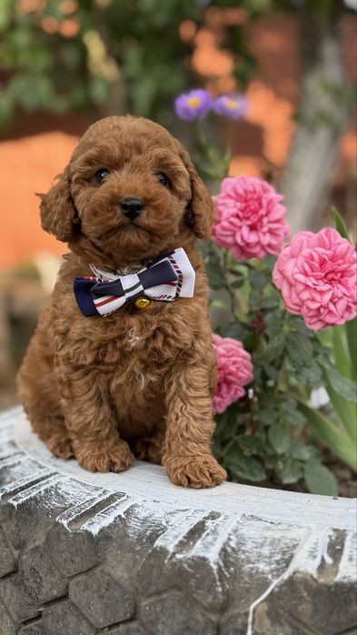 Неймовірний джентельмен тойчик )