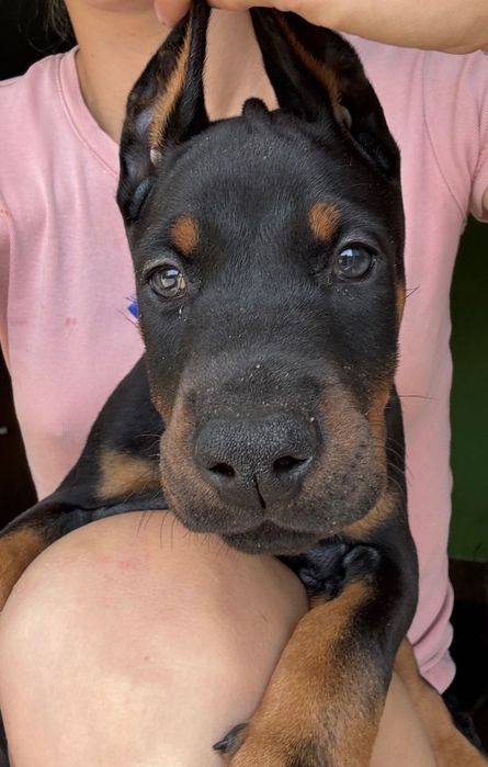 Doberman szczeniaki do rezerwacji