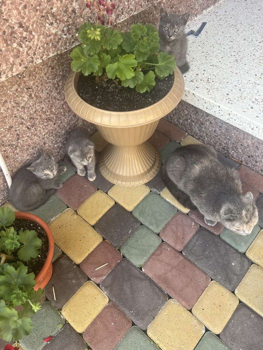 Кошенята в добрі руки