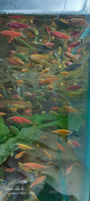 Різні акваріумі рыбки