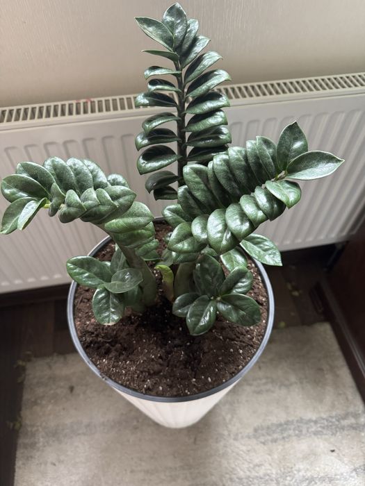 Заміокулькас Зензі