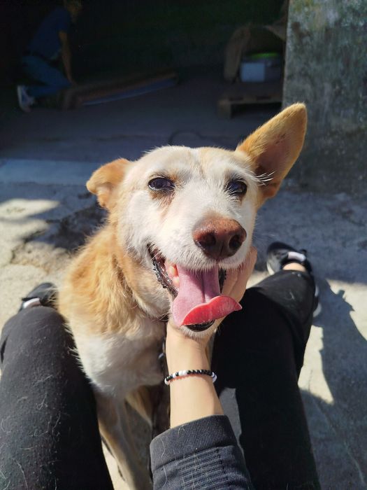 Cão meigo para adoção