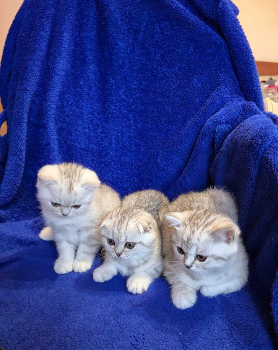 Шотландські котики