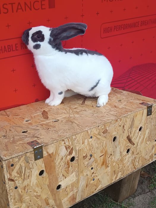 Sprzedam króliki różne