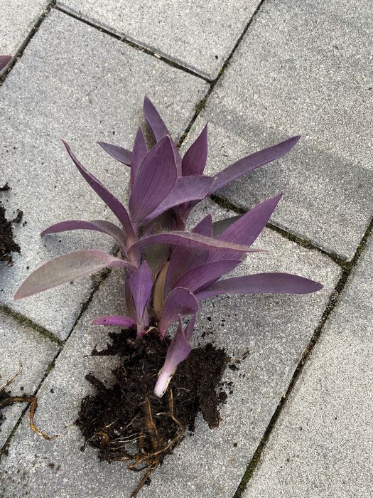 Trzykrotka purpurowa