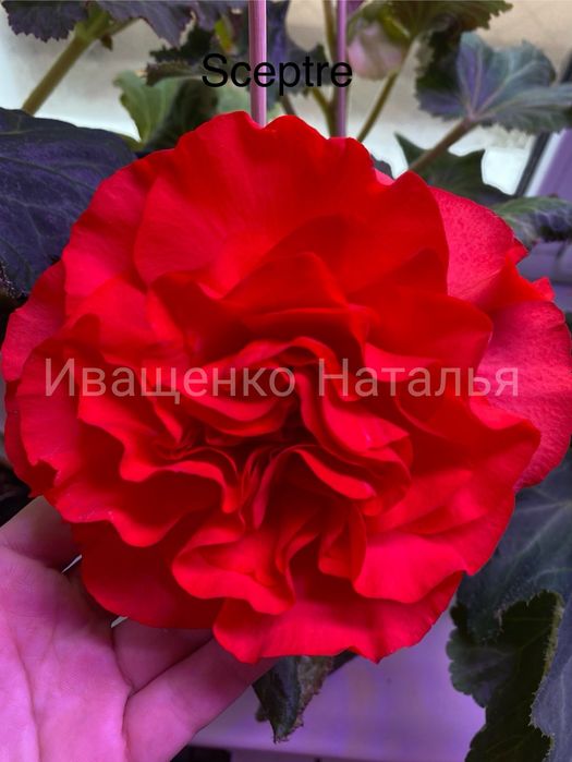 Бегония крупноцветковая клубневая Sceptre