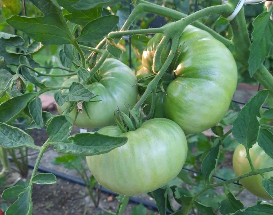 pomidor Mulatka nasiona kolekcjonerskie