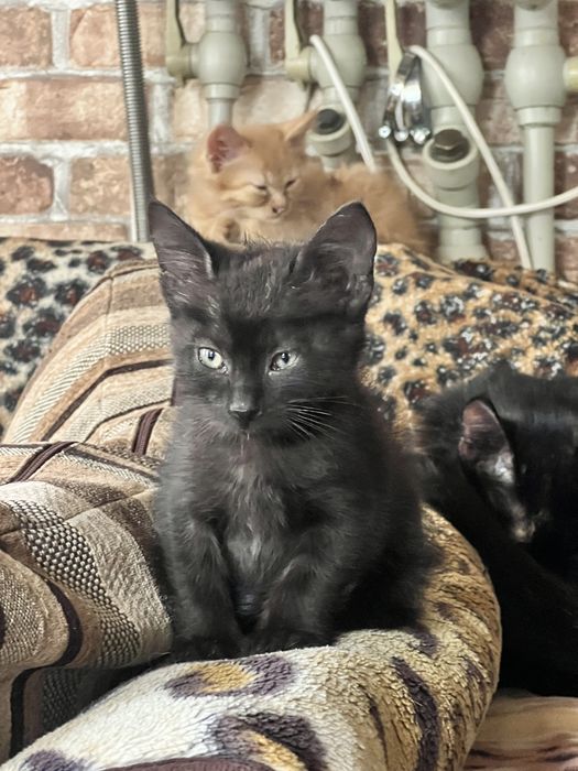 Чорне кошеня. Дівчинка.