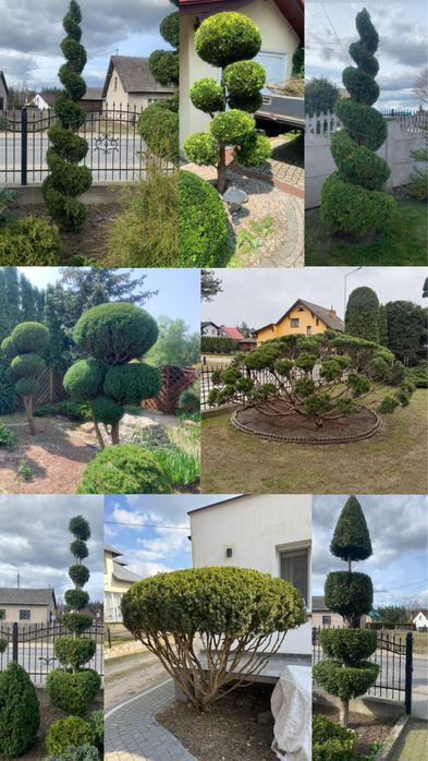 Usługi ogrodnicze Pielęgnacja ogrodu