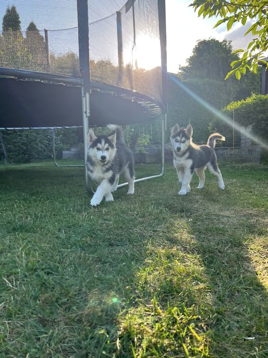 Siberian Husky - szczeniaki