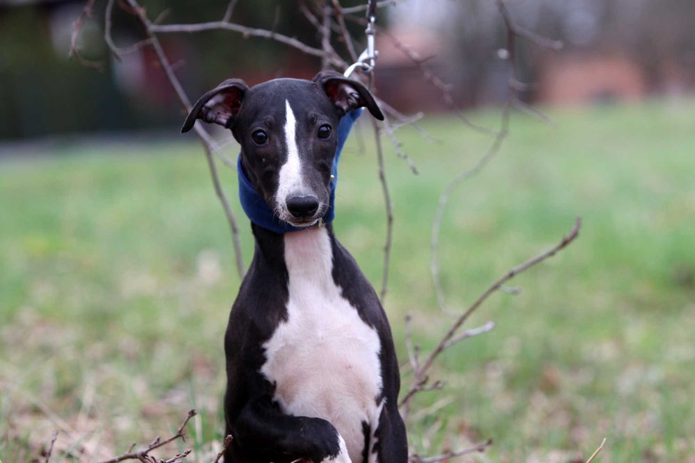 Whippet Chart angielski ZKwP/FCI cudny piesek SLINK