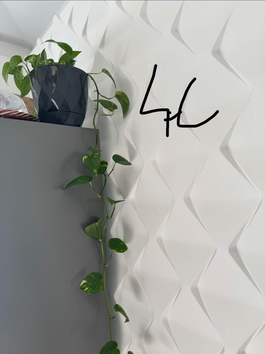 Plantas dracaenas , Zamioculcas e jibóias