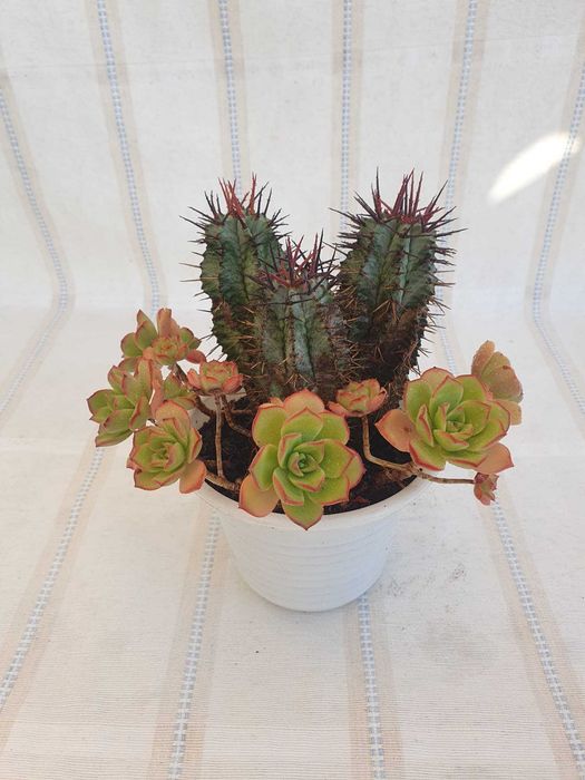 Plantas - Aeonium 'Kiwi & Euphorbia enopla