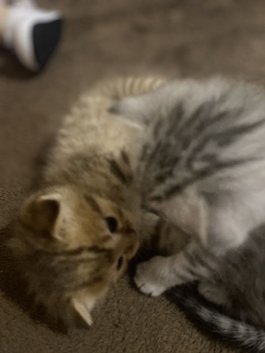 Котята шотландские