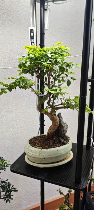Coleção bonsai interior