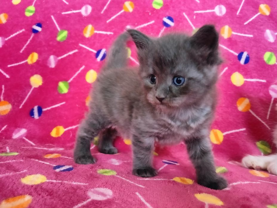 Maine coon niebieski dymny solid  kocur do hodowli FPL bez obostrzeń