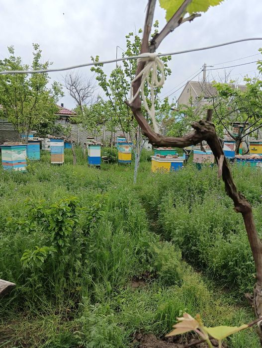 Бджільництво , продам пасіку .