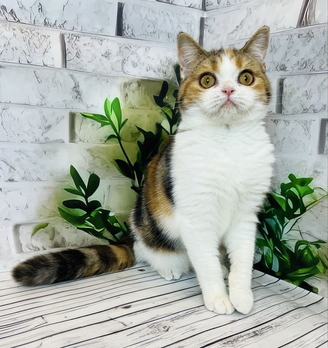 Кішка черепахового забарвлення шотландської породи