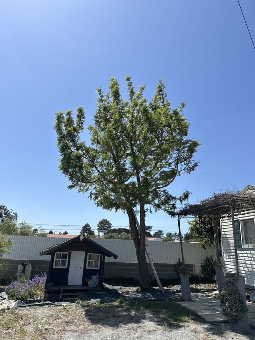Limpeza terreno e manutenção
