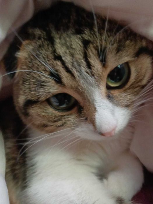 вислоухий молодий котик