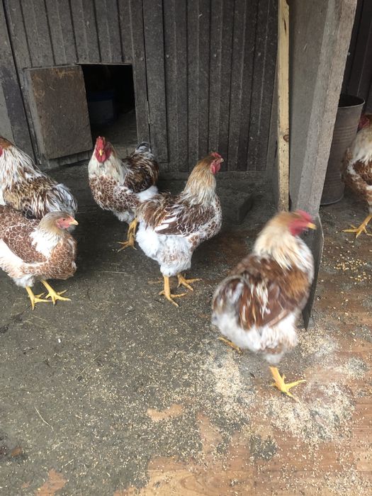 Півень Віандот Біле Золото