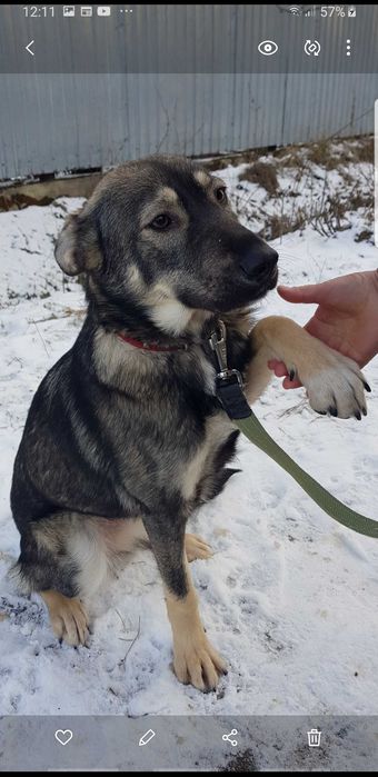 МЭРИ -  щенок овчарки и лайки