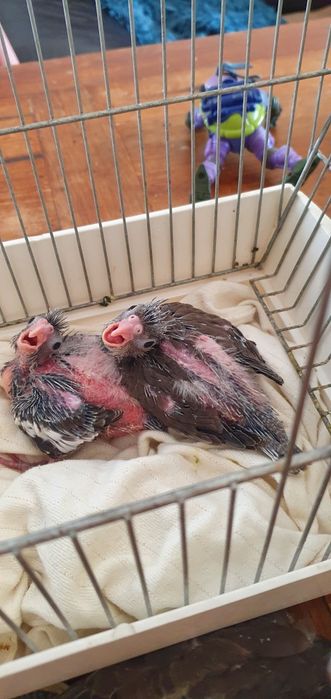 Caturras bébés a comer à seringa