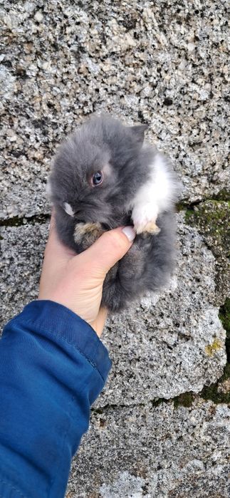 Coelho Anão Angora