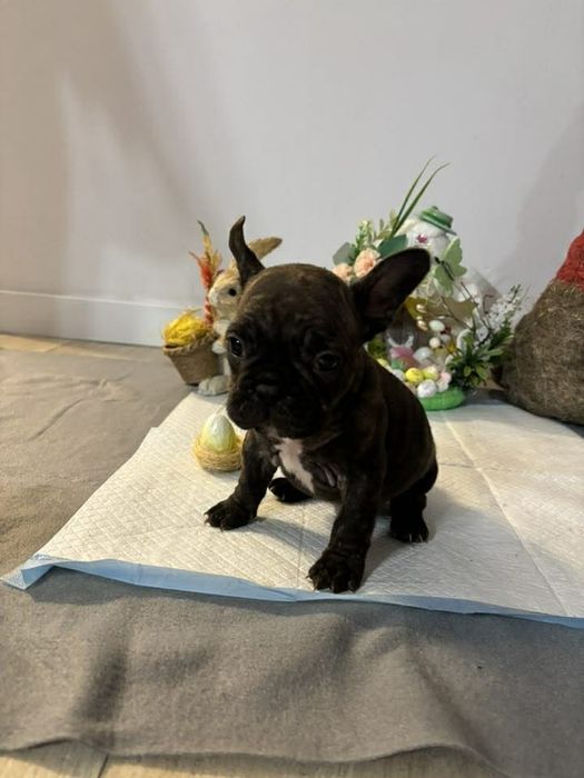 Buldog francuski suczka