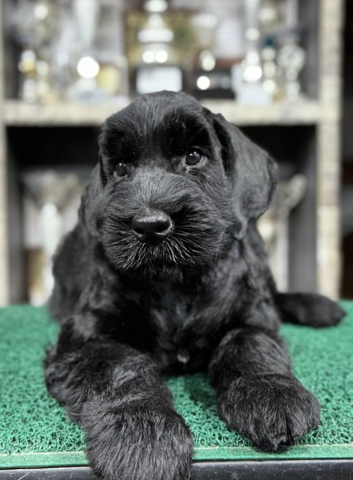 Щенки ризеншнауцера