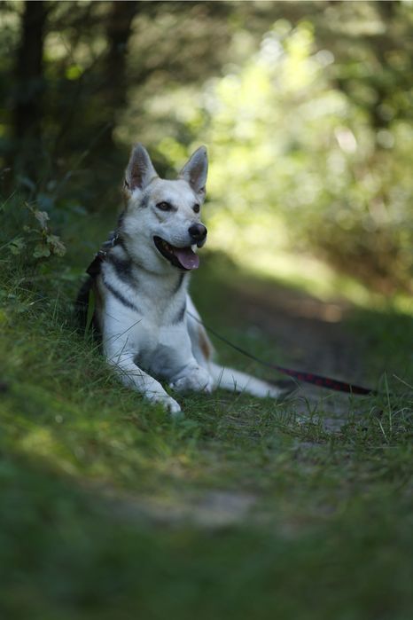 Młody psiak ADOPCJA