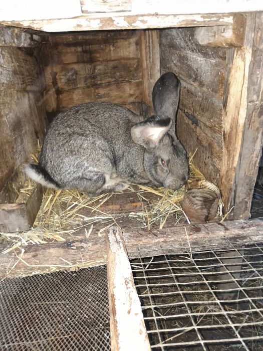 Продам самця фландер.