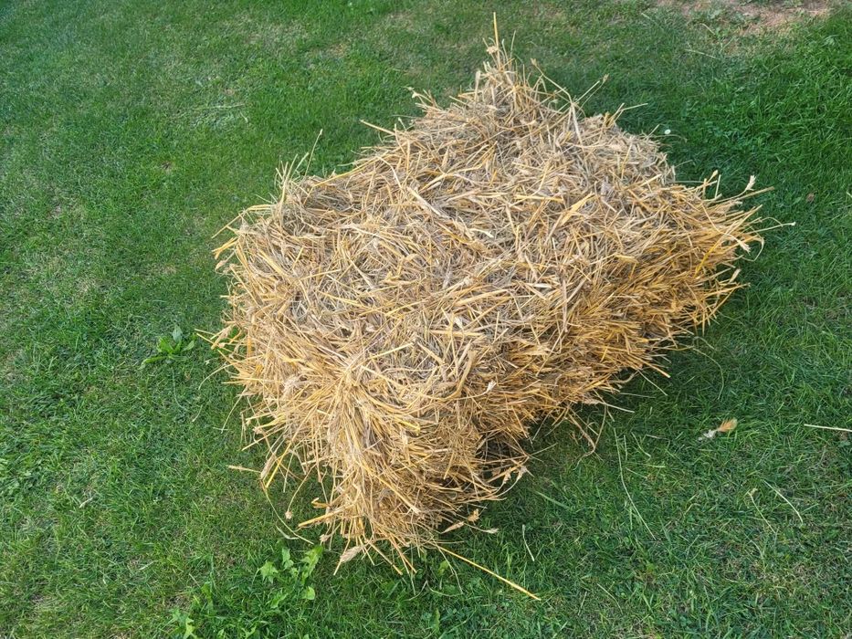 Sloma pszenna 6 zł