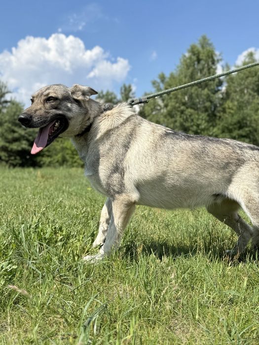 SAMBA - urocza wilczata dama do adopcji