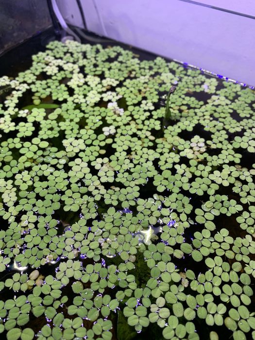 Salvinia minima (planta aquario)