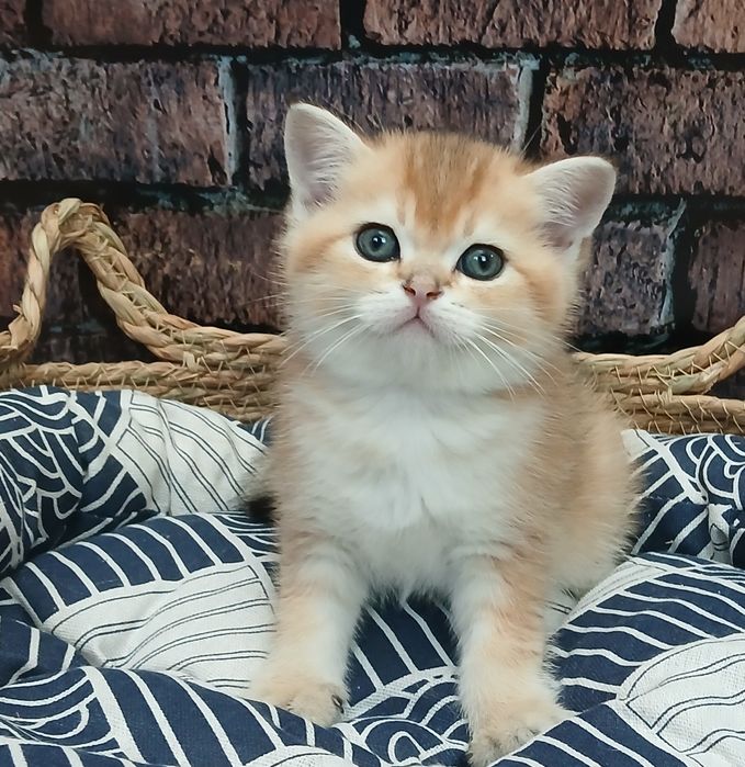 Кошенята золотої шиншили