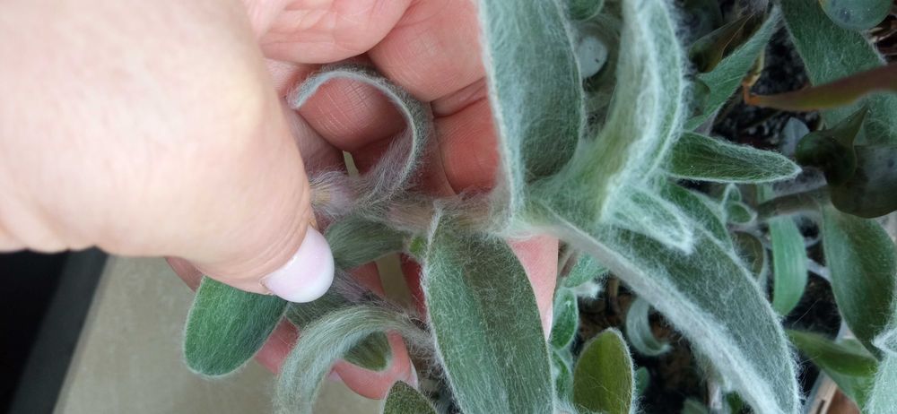 Rośliny doniczkowe kwiaty trzykrotki kolorowe zielone.