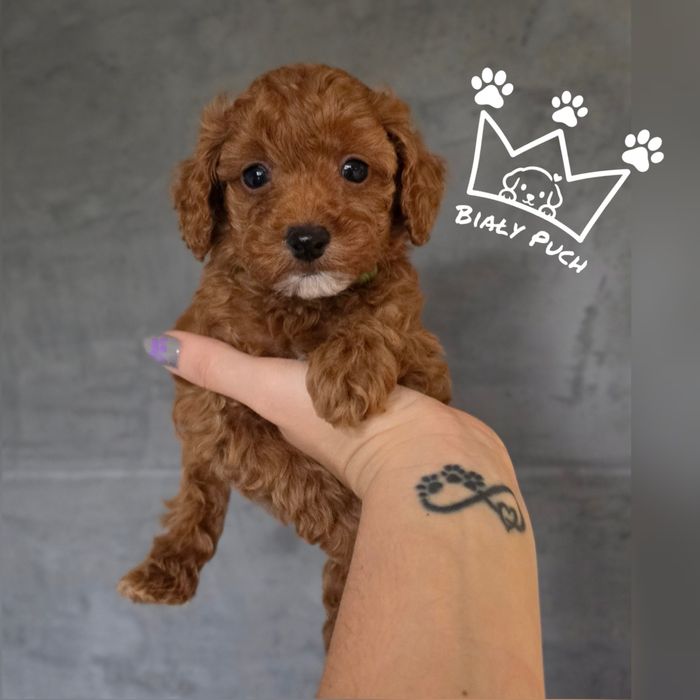 Pudel toy miniaturowy teacup red brown chiny badania paszport wyprawka