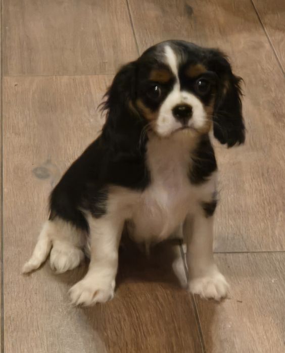 Cavalier king Charles spaniel- rodowodowa suczka