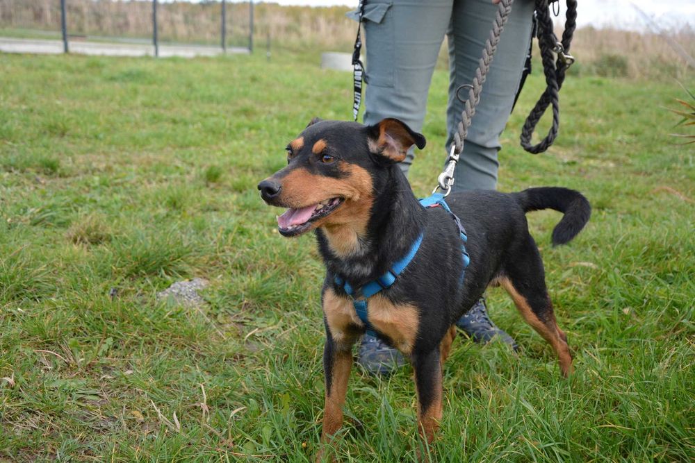 Zyguś - psiak do pokochania