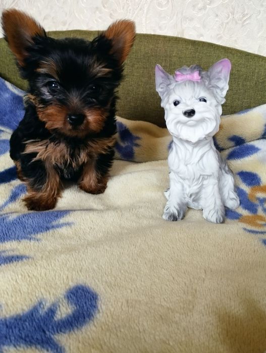 Комочок щастя-йорочка,йорк