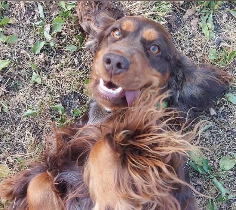 Cocker spaniel angielski